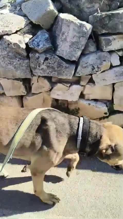 Meticcio cani in regalo: Bobby, dolce e speciale - Video 2