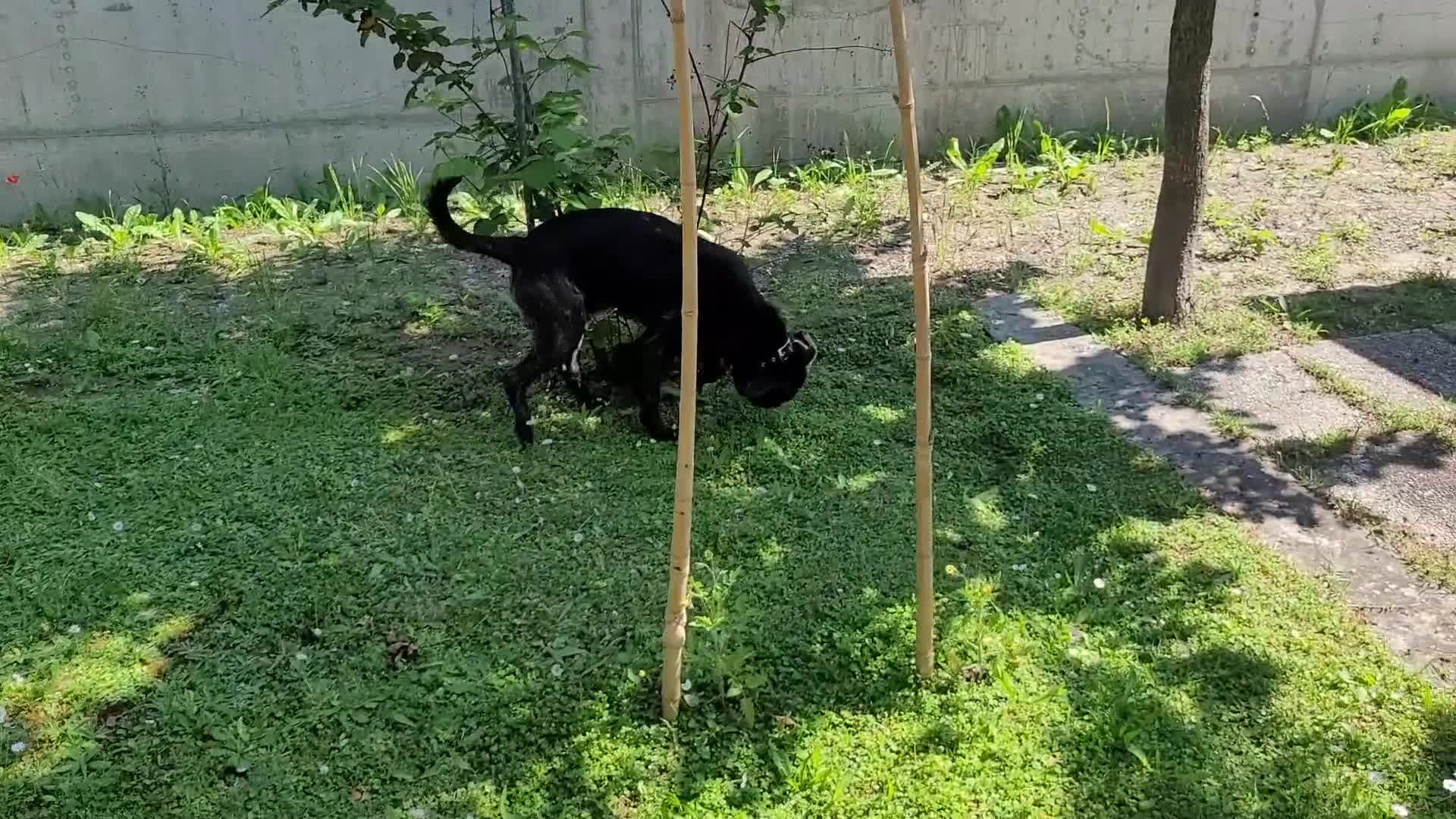 Meticcio cani in regalo: Cucciolotto Leo cerca affetto - Video 1