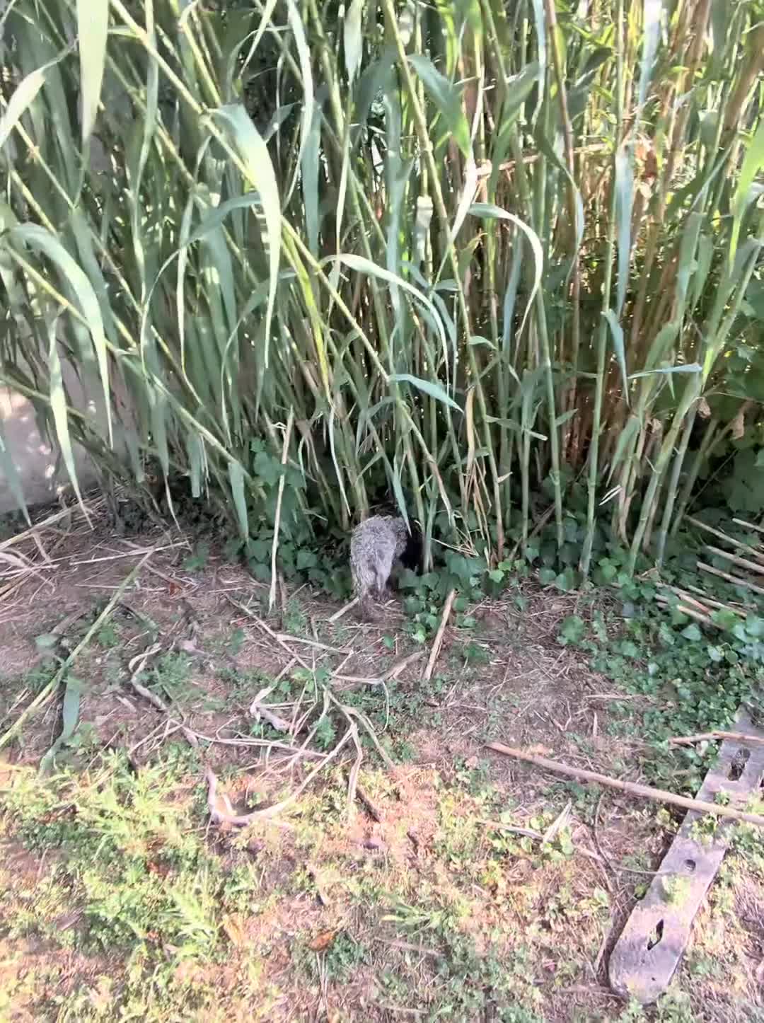 Lagotto cani in vendita: Lagotto Romagnolo - Video 1