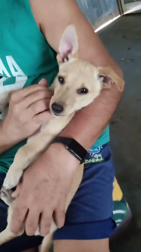 Meticcio cani in regalo: Ulisse! (3 mesi-15kg) a Città Metropolitana di Bologna - Video 1