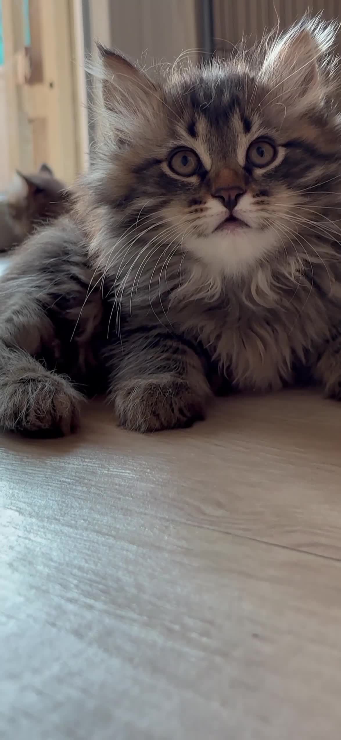 Siberiano gatti in vendita: Siberiano gattino ipoallergenico  - Video 1