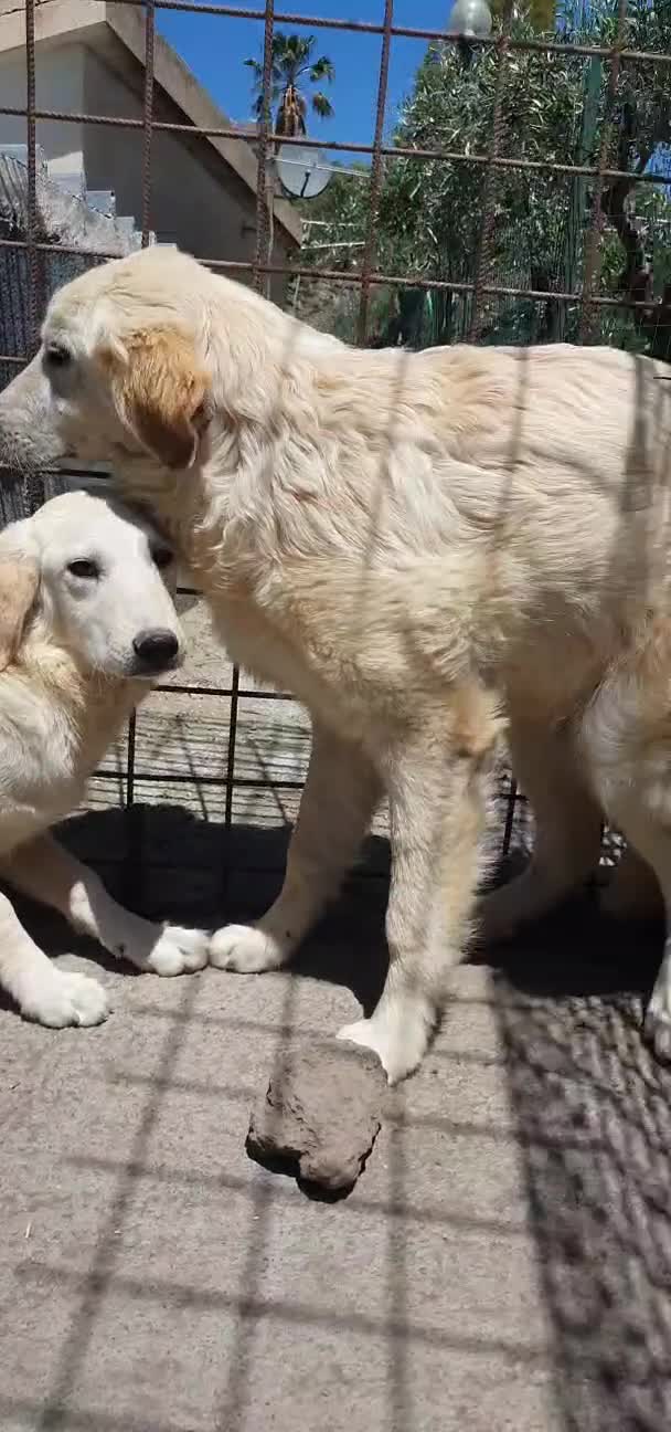 Pastore Abbruzzese Maremmano cani in regalo: Maremmano cuccioli e Mamma Perla - Video 3