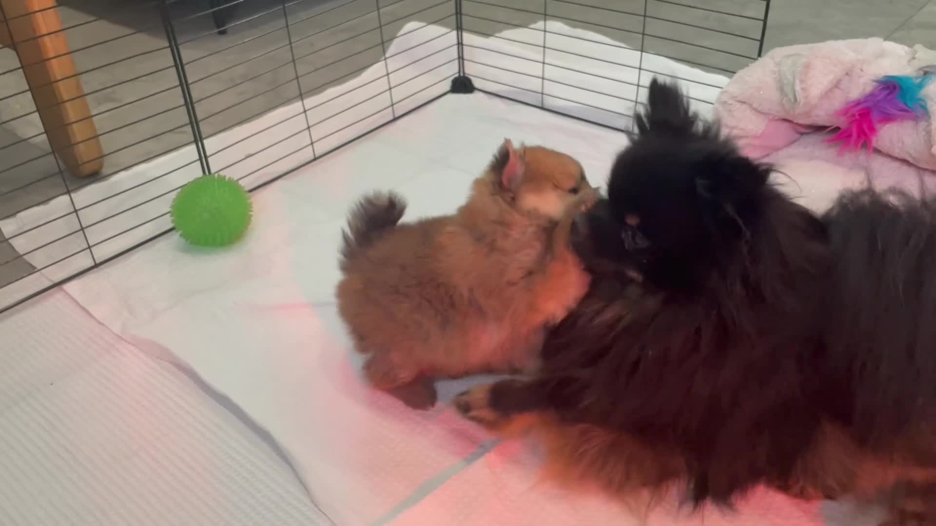 Volpino Pomerania cani in vendita: Volpino di Pomerania  - Video 1