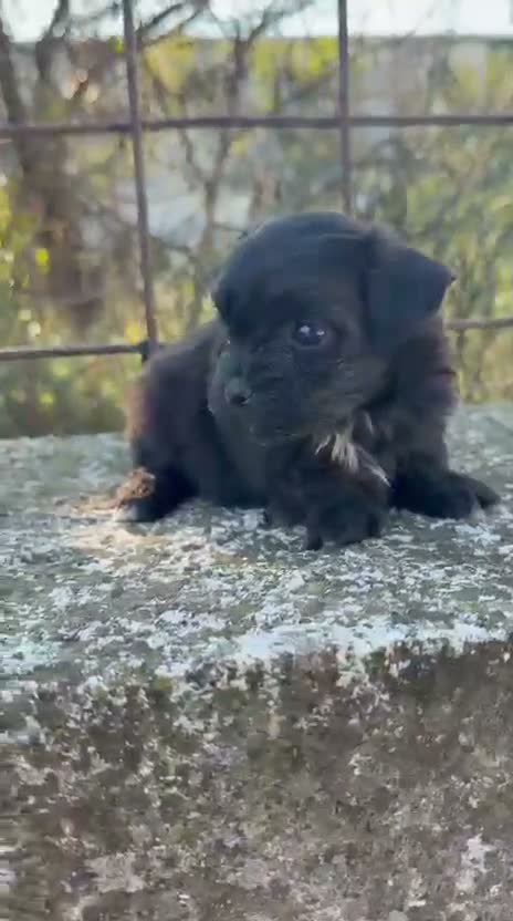 Maltipoo cani in vendita: Maltipoo mini toy - Video 1