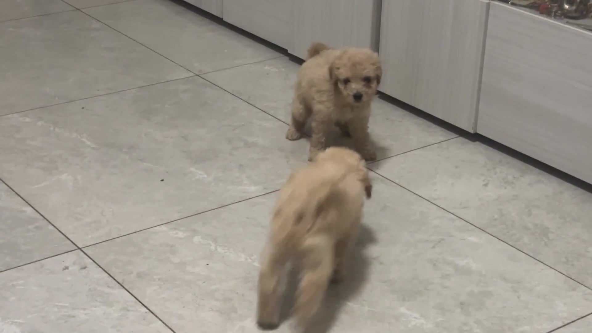 Barboncino cani in vendita: Barboncini  - Video 1