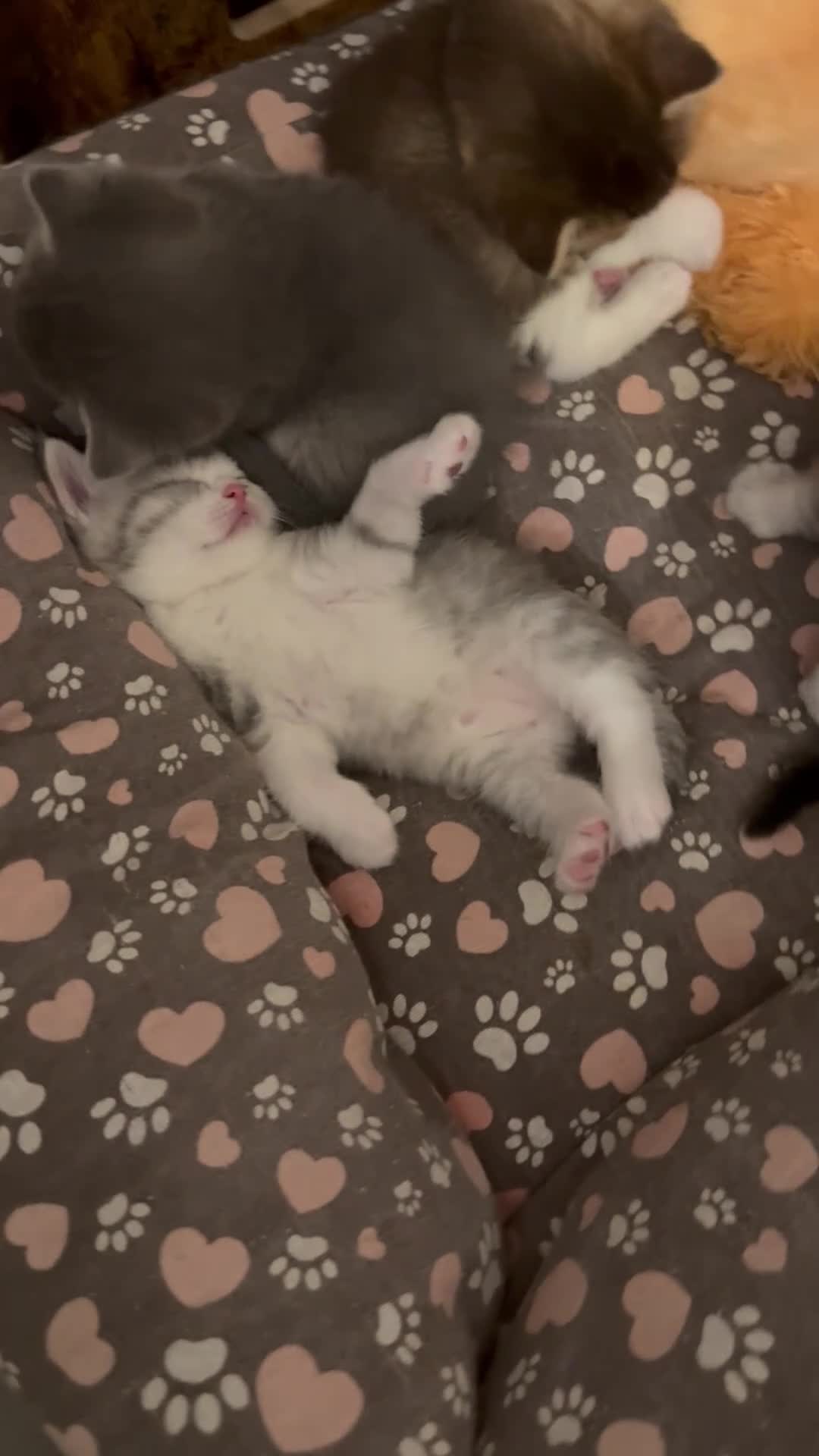 Scottish gatti in vendita: Cuccioli Scottish straight shorthair/highland - Video 3