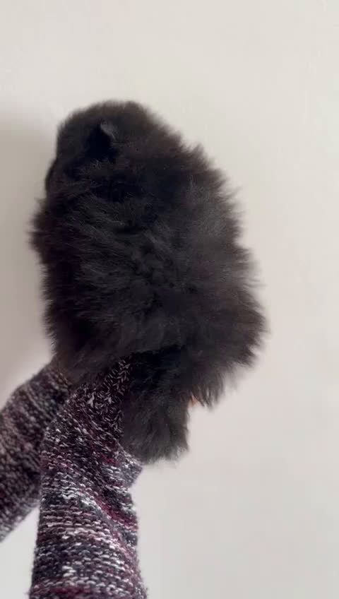 Spitz cani in vendita: SPITZ POMERANIA  - Video 2