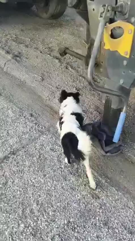 Meticcio cani in regalo: Scricciolo 8 kg, gioioso buono socievole - Video 1
