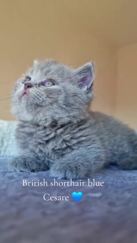 British gatti in vendita: British shorthair  - Video 1