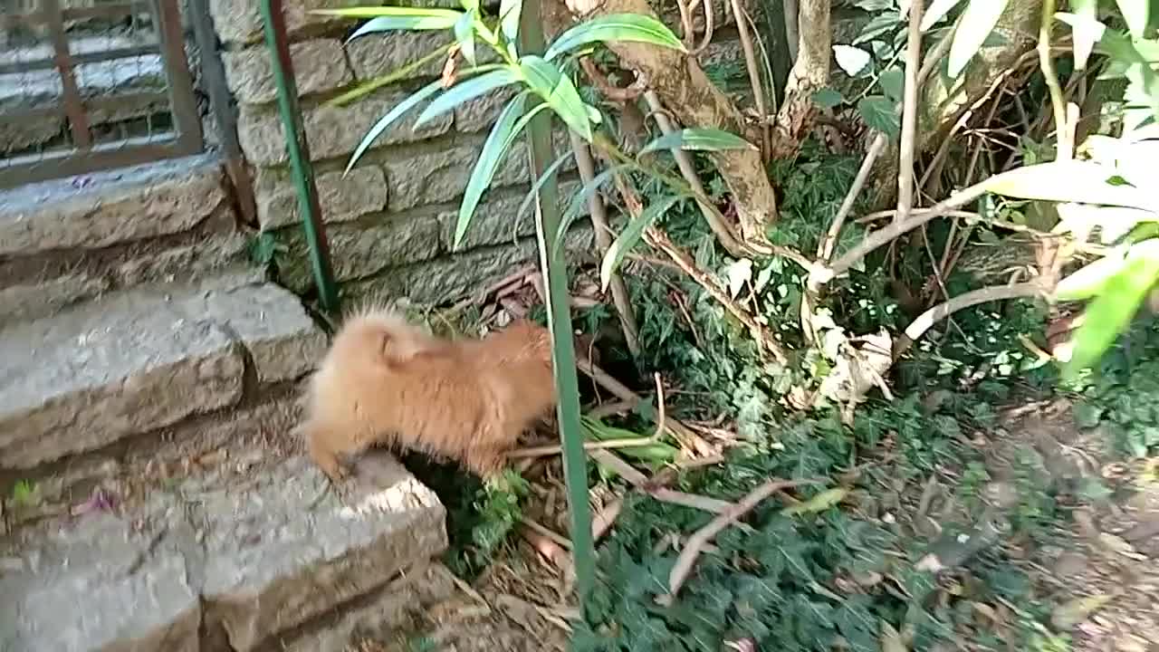 Spitz cani in vendita: Spitz Tedesco piccolo volpino  - Video 1