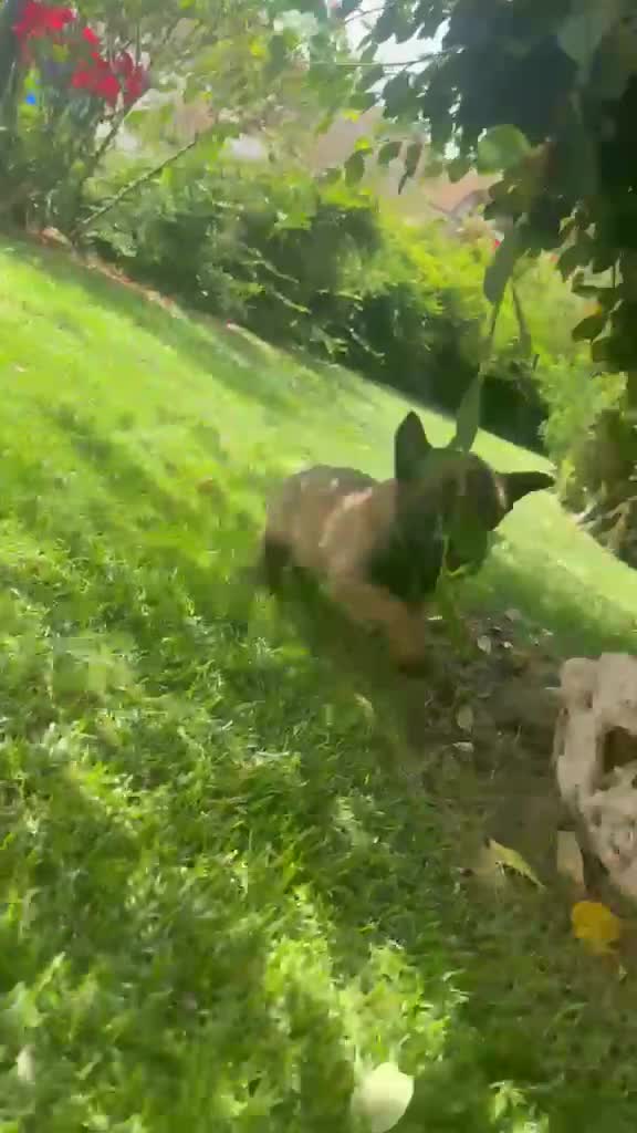 Pastore Belga cani in vendita: Splendidi cuccioli Pastore Belga Malinois - Video 1