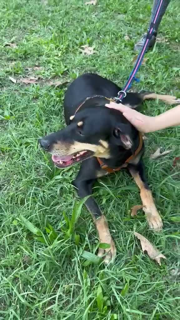Meticcio cani in regalo: Skylar, stupenda simil segugia - Video 1