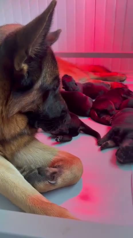 Pastore Tedesco cani in vendita: Cuccioli Pastore tedesco  a Provincia di Como - Video 1