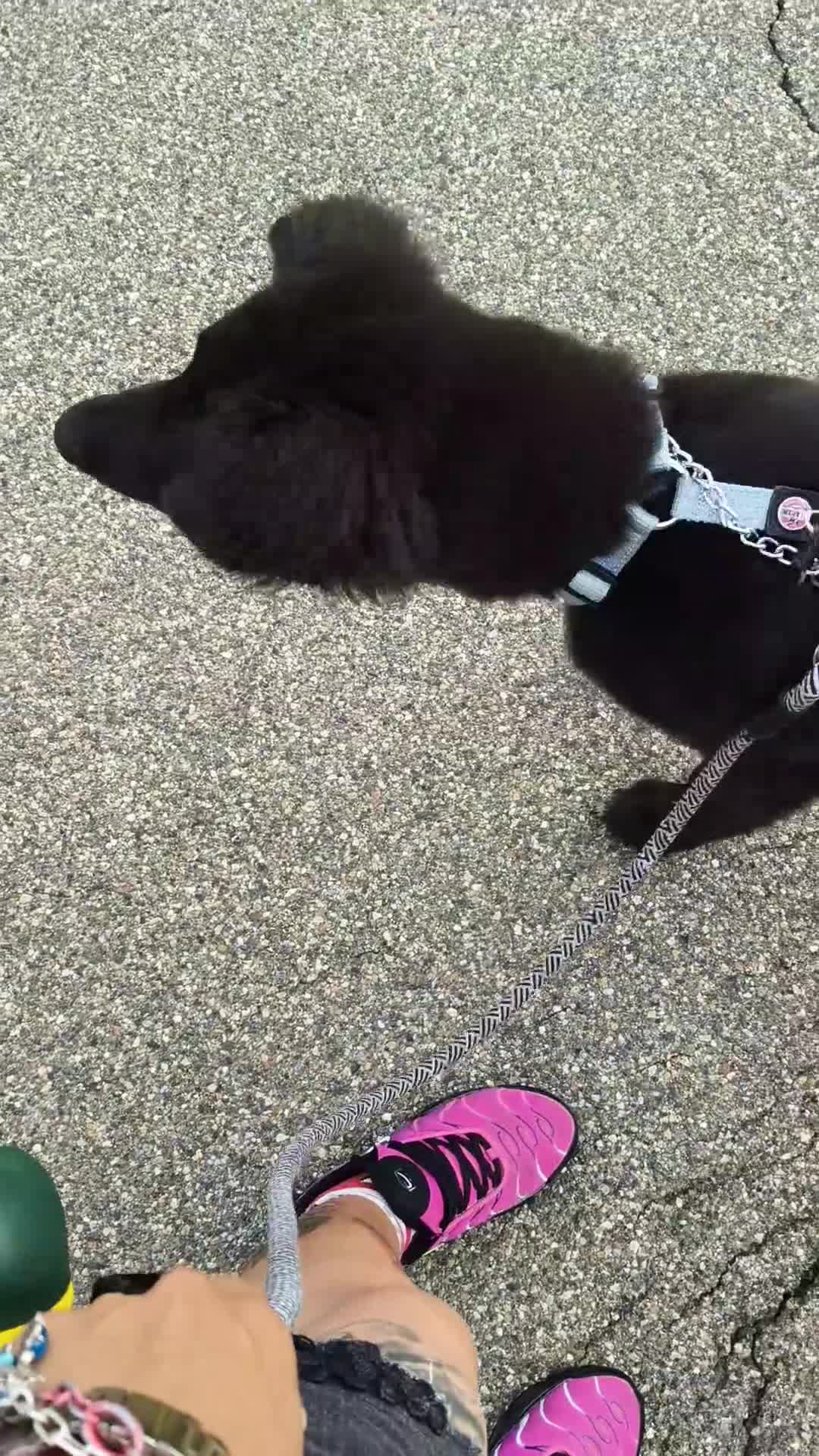 Meticcio cani in regalo: Ifrit cerca urgentemente casa - Video 1