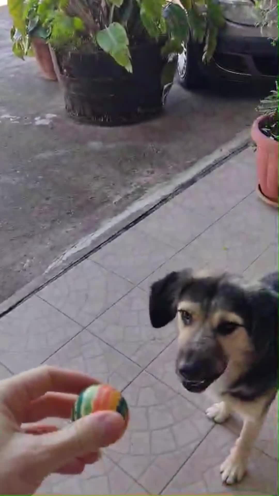 Meticcio cani in regalo: Splendido Simil Pastore di 9 mesi (Catania) - Video 1