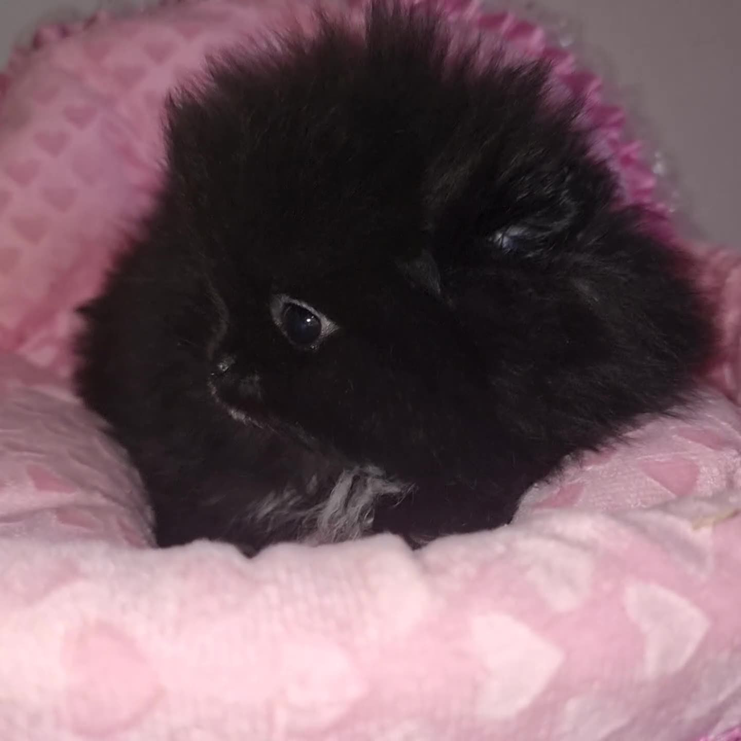 Volpino Pomerania cani in vendita: Spitz Tedesco Nano  - Video 1