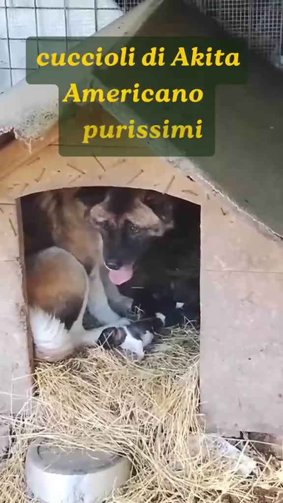Akita Americano cani in vendita: Cuccioli AKITA AMERICANO Fulvi maschera nera a Provincia di Viterbo - Video 1