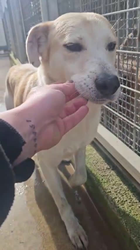 Meticcio cani in regalo: Gerry: equilibrato, docile, socievole  - Video 1