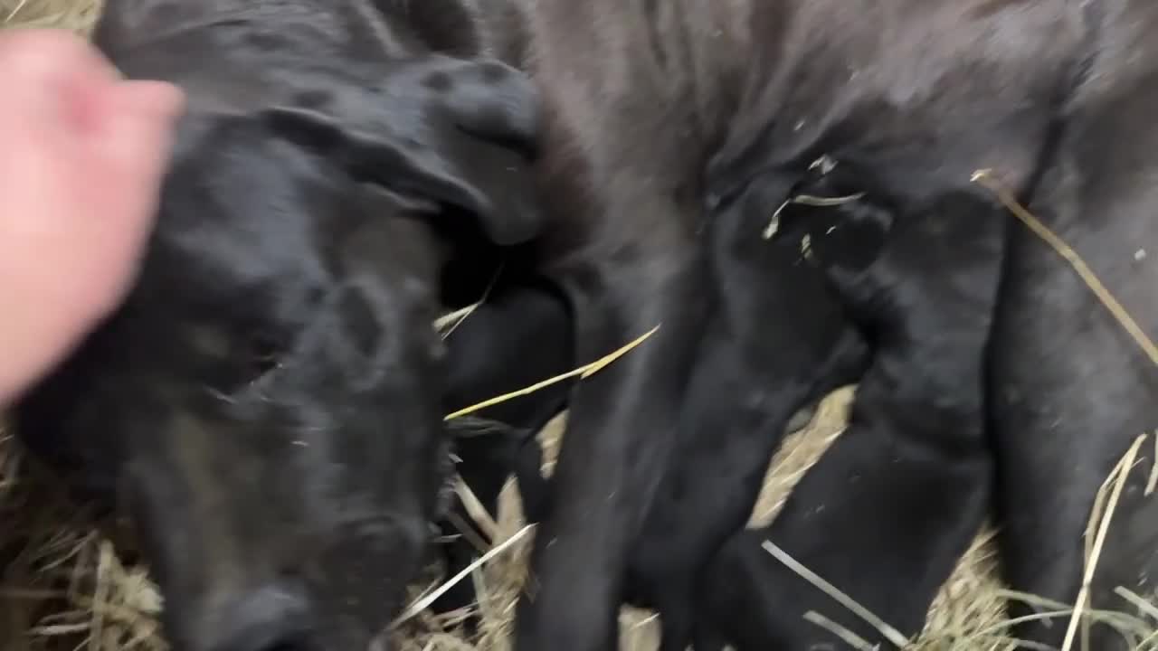 Cane Corso cani in vendita: Cuccioli neri di Cane Corso - Video 2