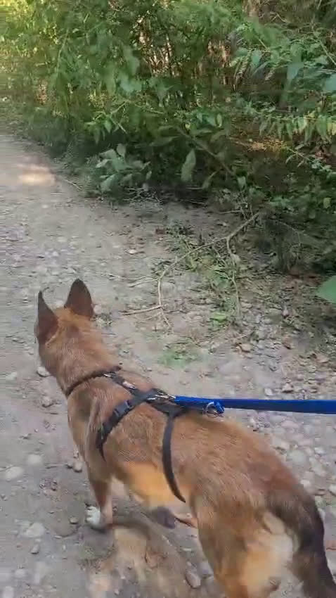 Meticcio cani in regalo: Splendida Lupetta ANAIS a Città metropolitana di Milano - Video 1