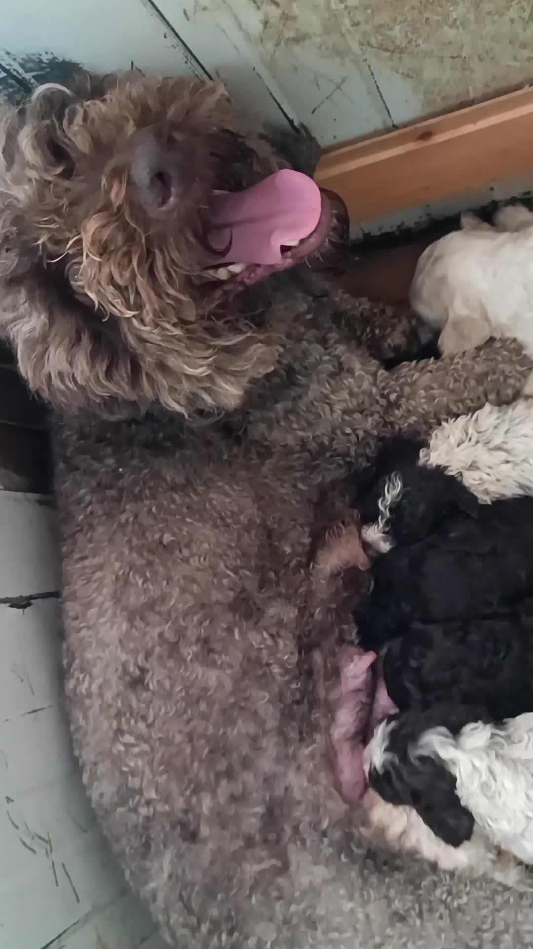 Lagotto cani in vendita: Lagotti  - Video 3