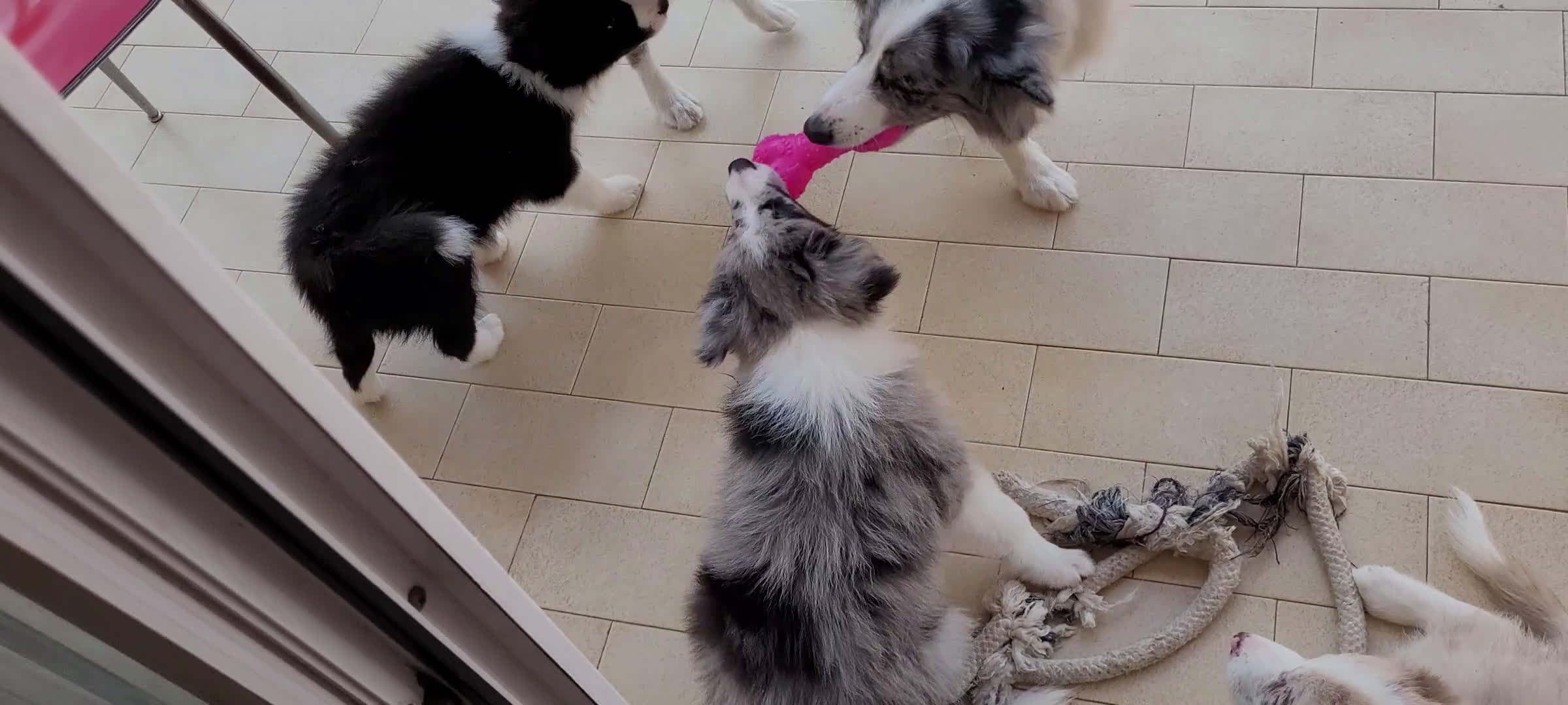Border Collie cani in vendita: CUCCIOLO SEAL MERLE TRICOLOR BORDER COLLIE a Città metropolitana di Roma Capitale - Video 4