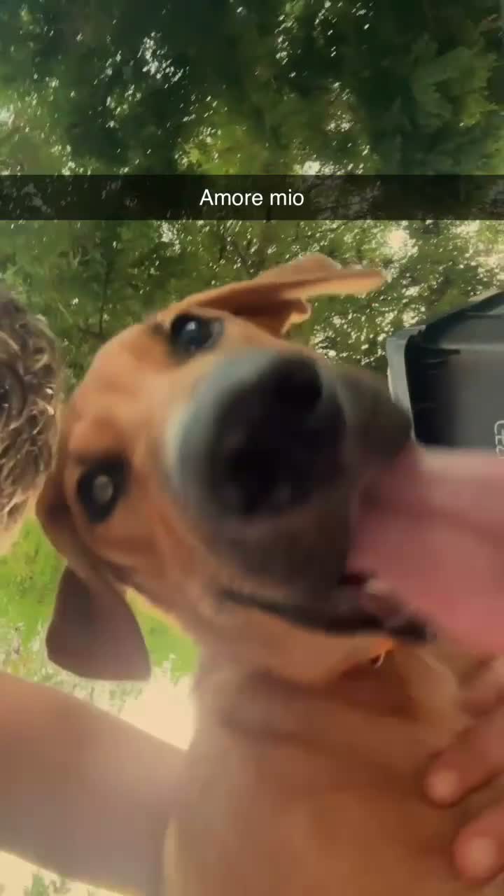Meticcio cani in regalo: REGALO, Chico ha bisogno di una nuova casa  a Provincia di Alessandria - Video 3