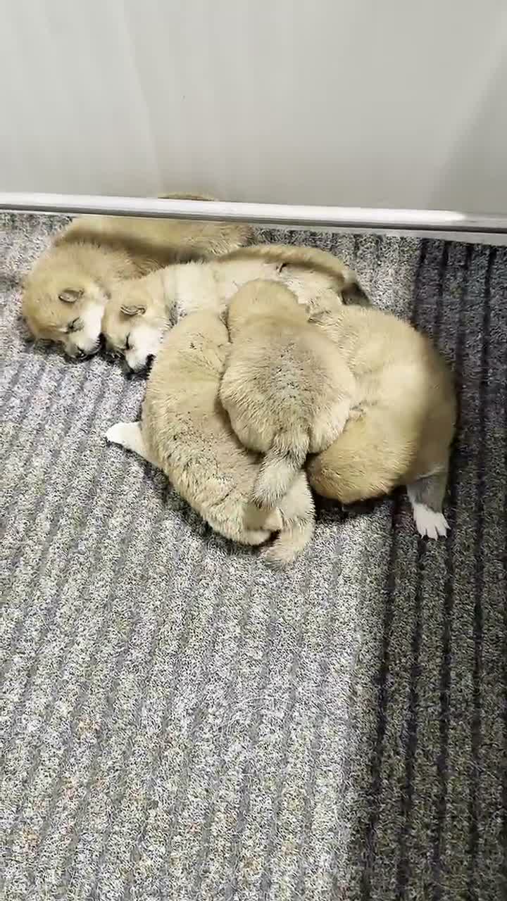 Shiba Inu cani in vendita: Cuccioli Shiba Inu con Pedigree disponibile - Video 1