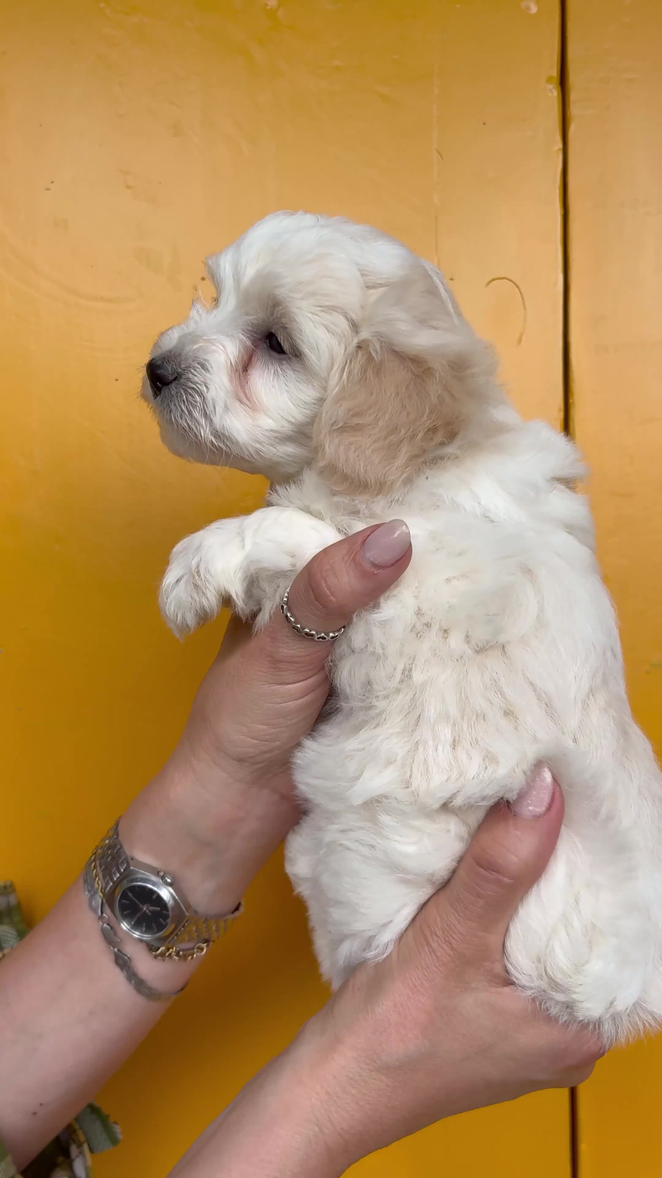 Maltipoo cani in vendita: Cucciolo maltipoo - Video 1