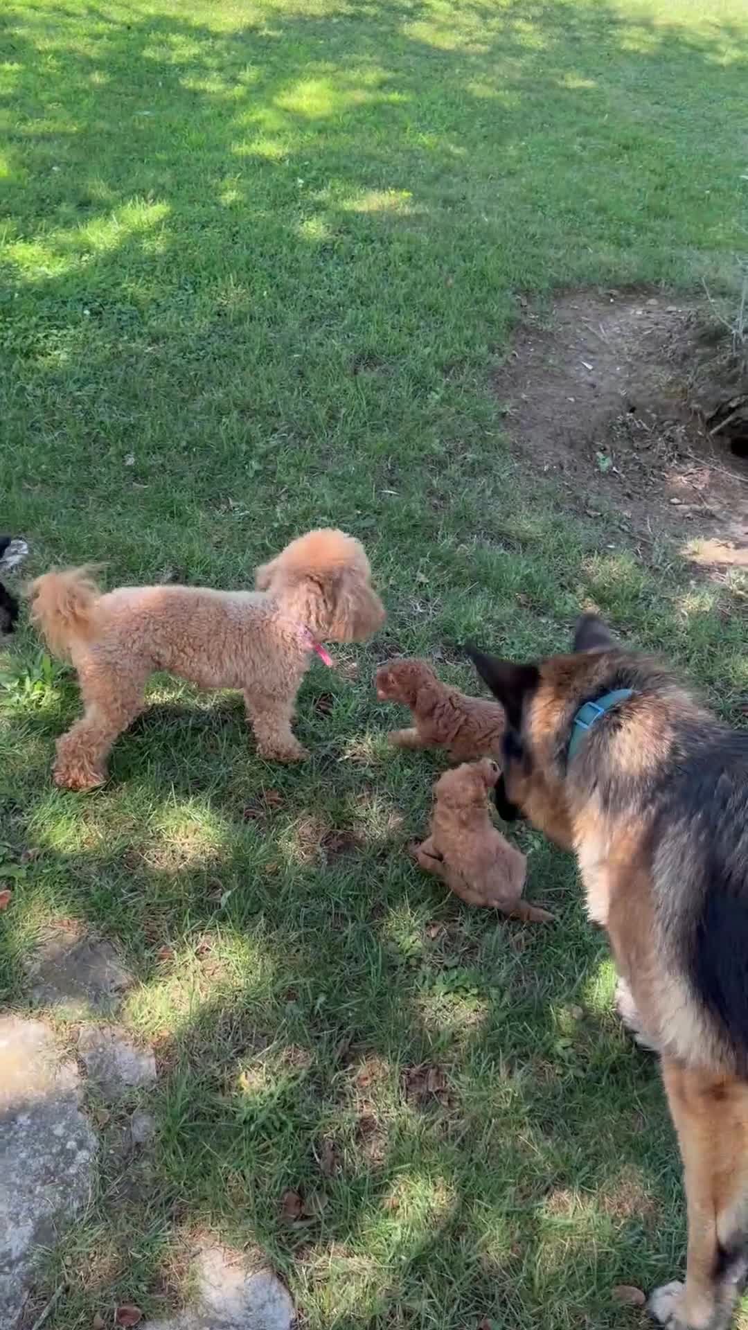 Barboncino Toy cani in vendita: Barboncino Toy - Video 2