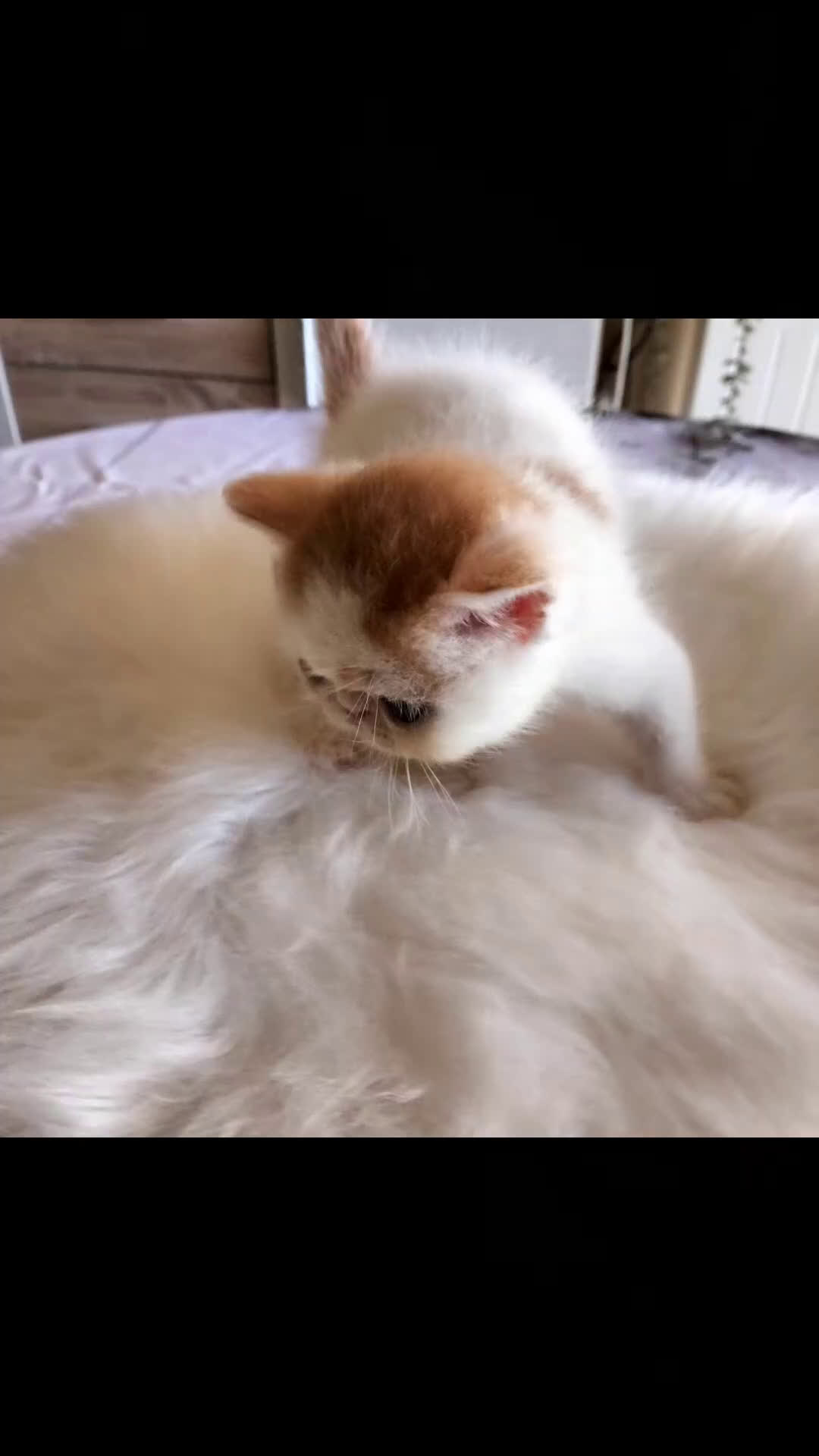 Exotic Shorthair gatti in vendita: Exotic Shorthair allevamento Exodora Sikelia  a Città metropolitana di Catania - Video 3