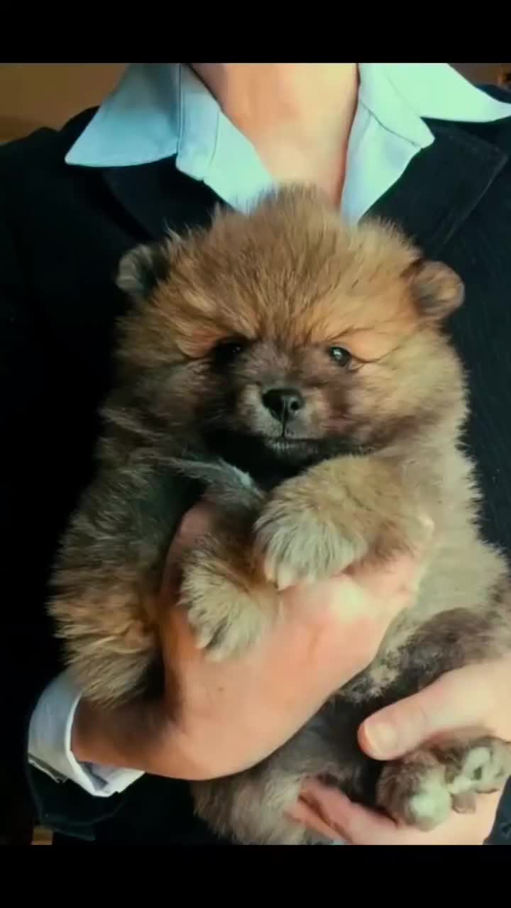 Volpino Italiano cani in vendita: Volpino Italiano Pedigree Maschio  - Video 1