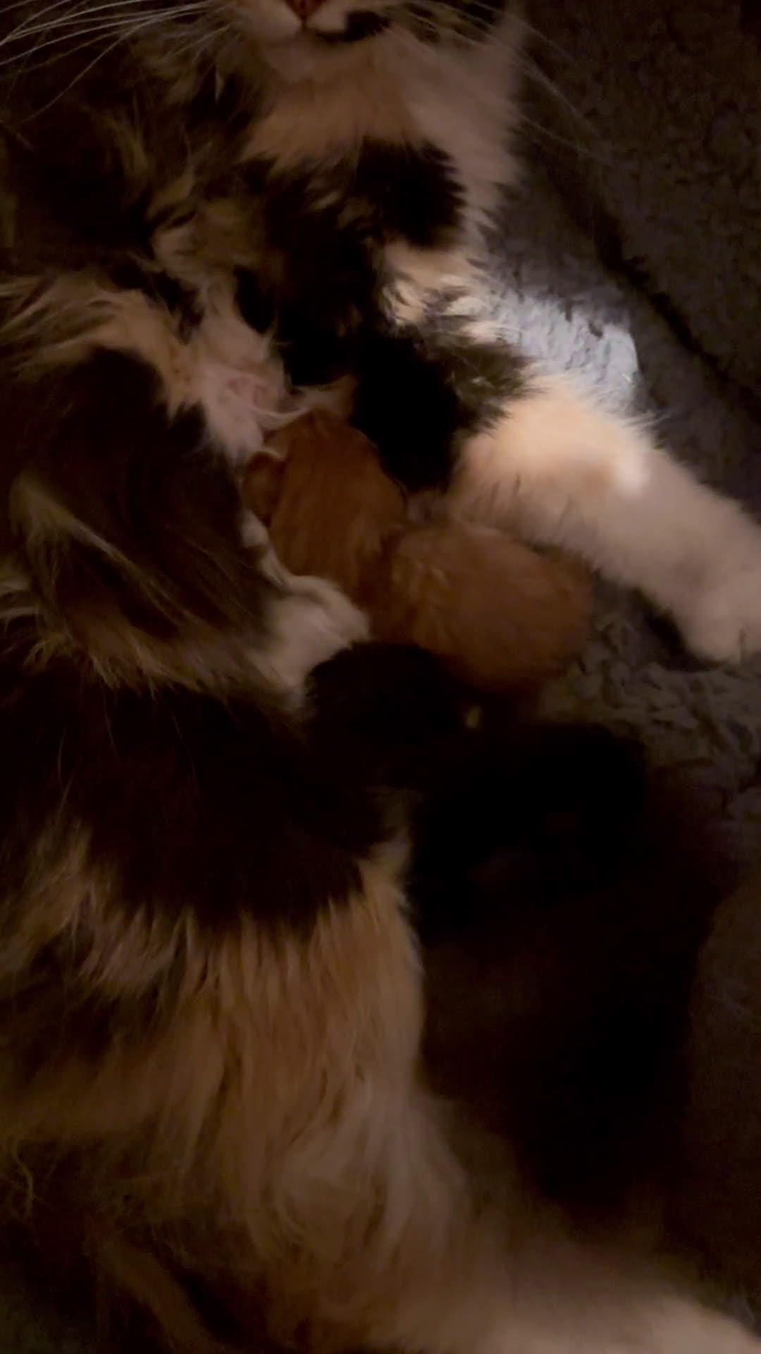 Maine Coon gatti in vendita: Cuccioli di Maine Coon - Video 1