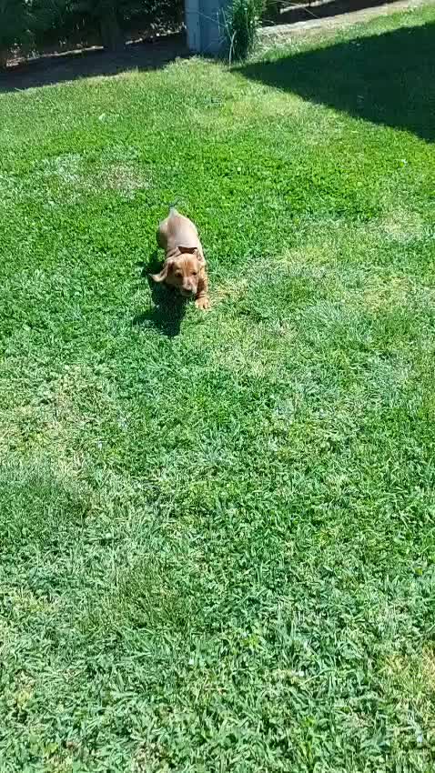 Bassotto cani in vendita: Cuccioli bassotti nano a pelo raso a Provincia di Padova - Video 1