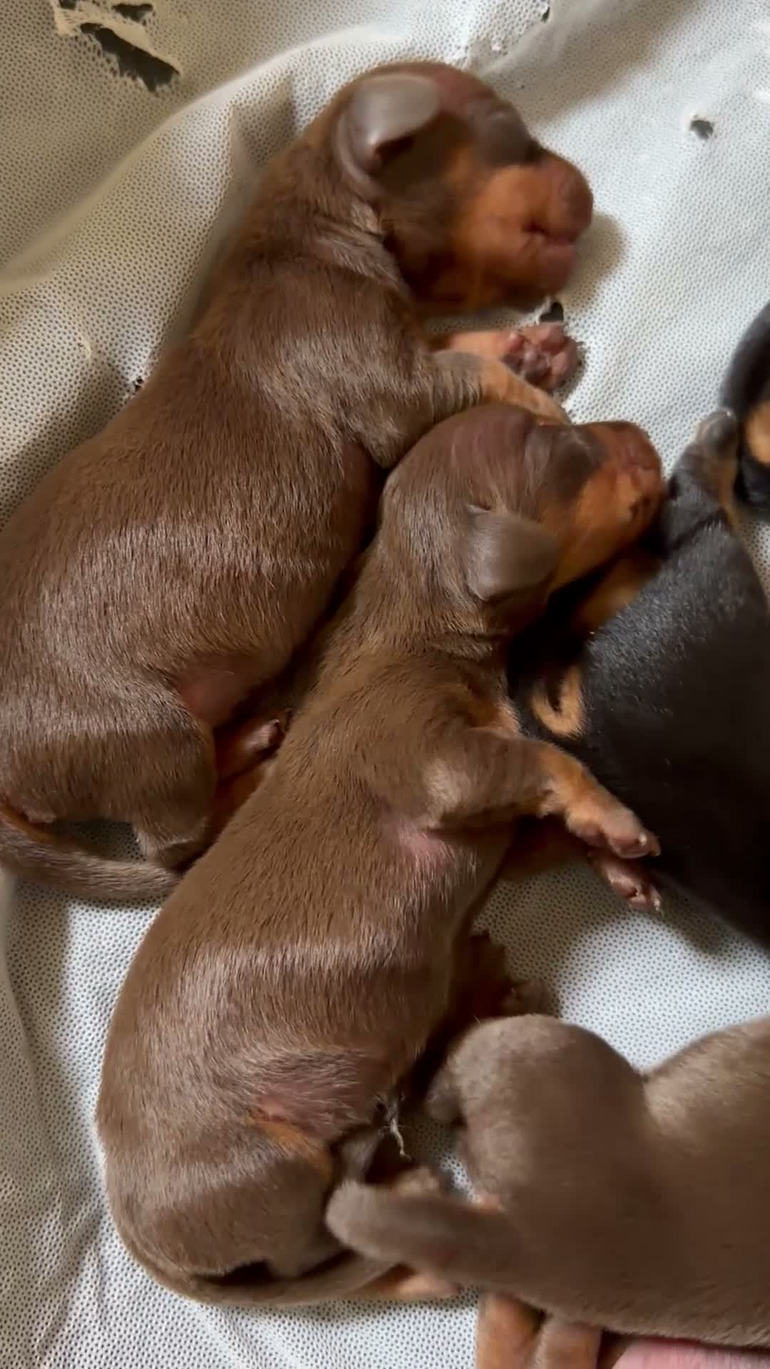 Bassotto Nano cani in vendita: Bassotto tedesco nano pelo corto choco e neri - Video 2