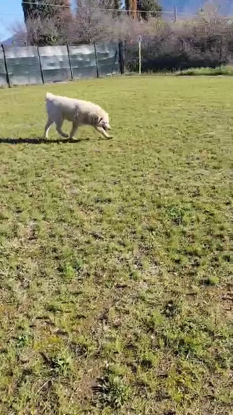 Pastore Maremmano cani in regalo: BLANCA pastore maremmano femmina⁹ - Video 1