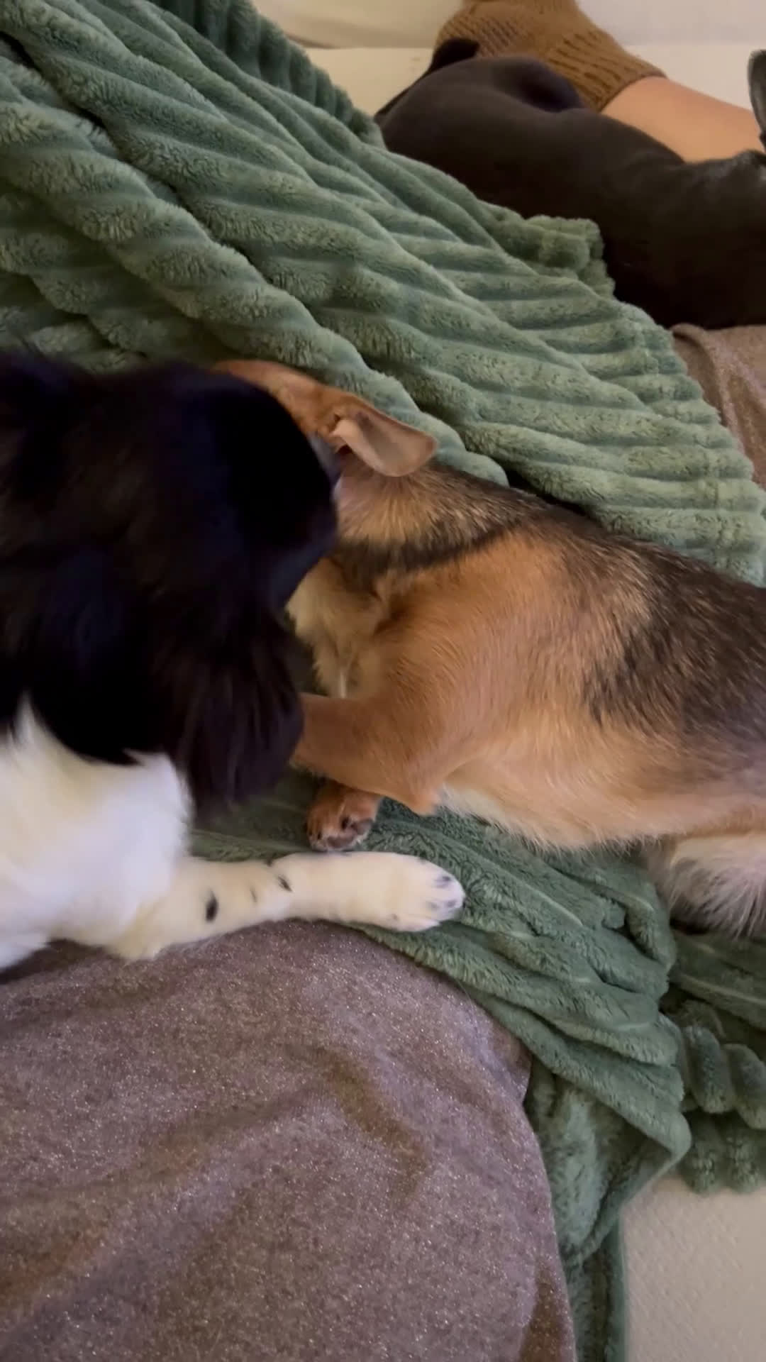 Chihuahua cani in vendita: Femmina pedigree colore fulvo - Video 2