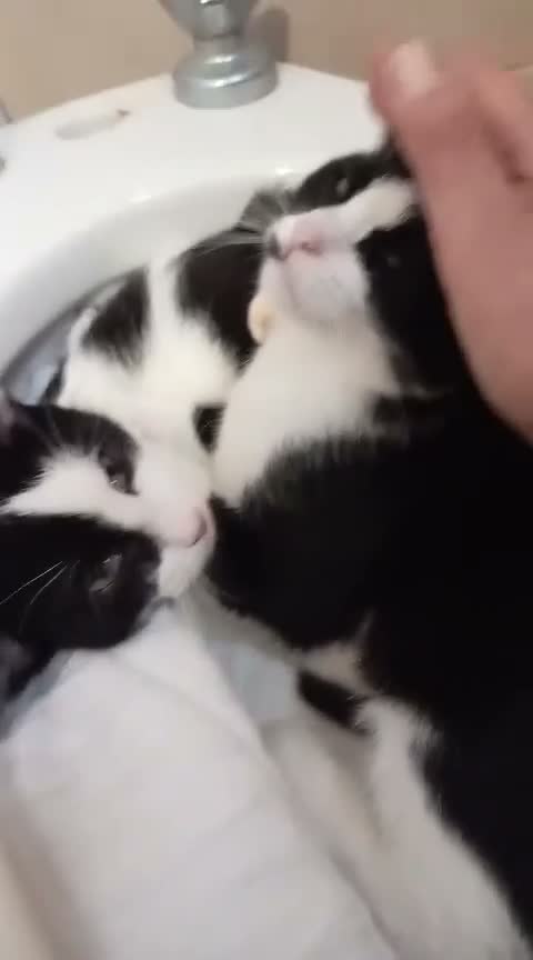 Europeo gatti in regalo: gattino 3 mesi cerca casa🖤 - Video 2