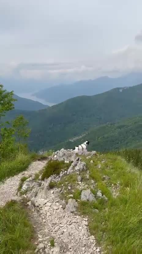 Meticcio cani in regalo:  2anni mix molossina il 27/6 torna al sud.TREVISO - Video 4