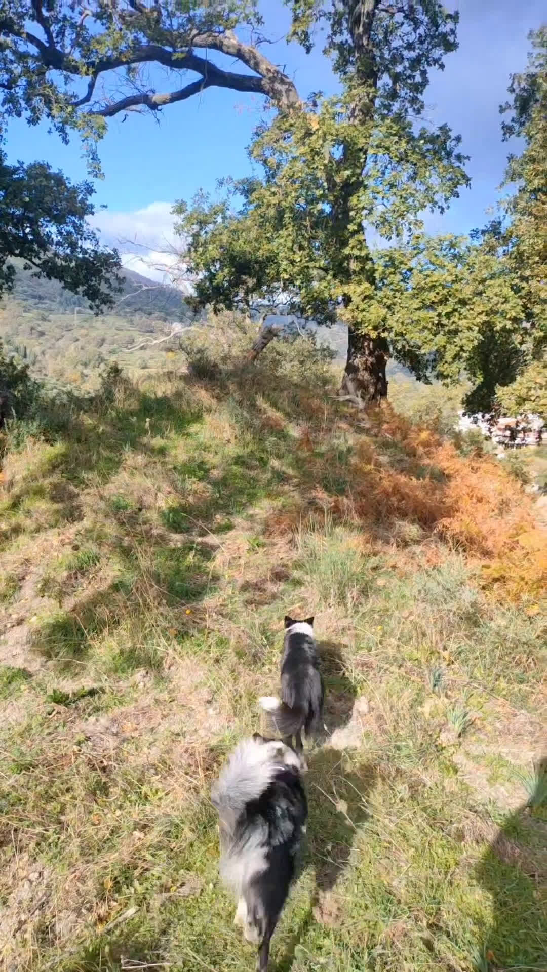 Border Collie cani in vendita: Cuccioli di Border Collie - Video 3