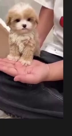 Meticcio cani in vendita: Maltipoo - Video 1