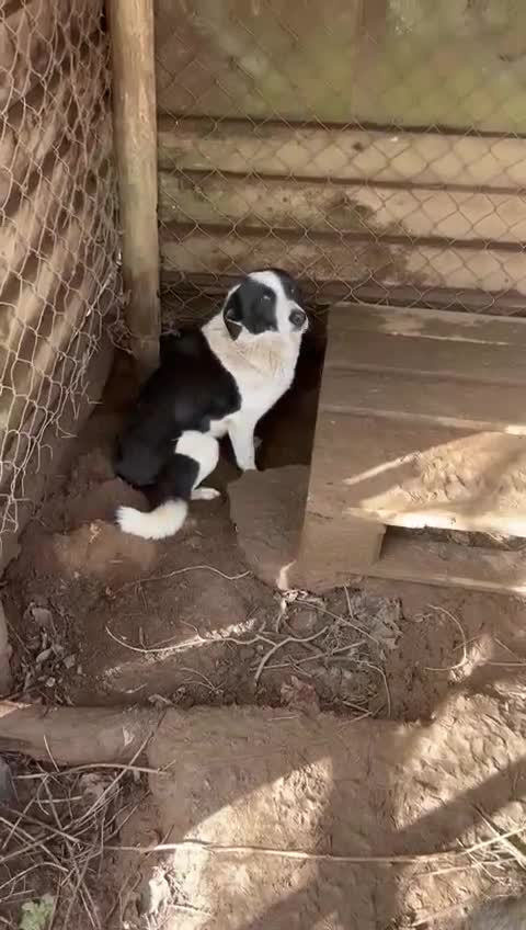 Meticcio cani in regalo: Leon tenero cagnolino cerca casa  - Video 2