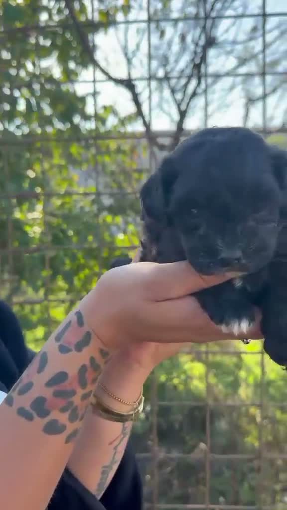 Maltipoo cani in vendita: Maltipoo mini toy - Video 1