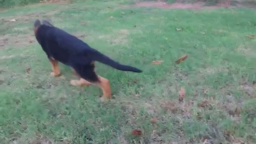 Pastore Tedesco cani in vendita: Super cucciola di Pastore Tedesco - Video 2