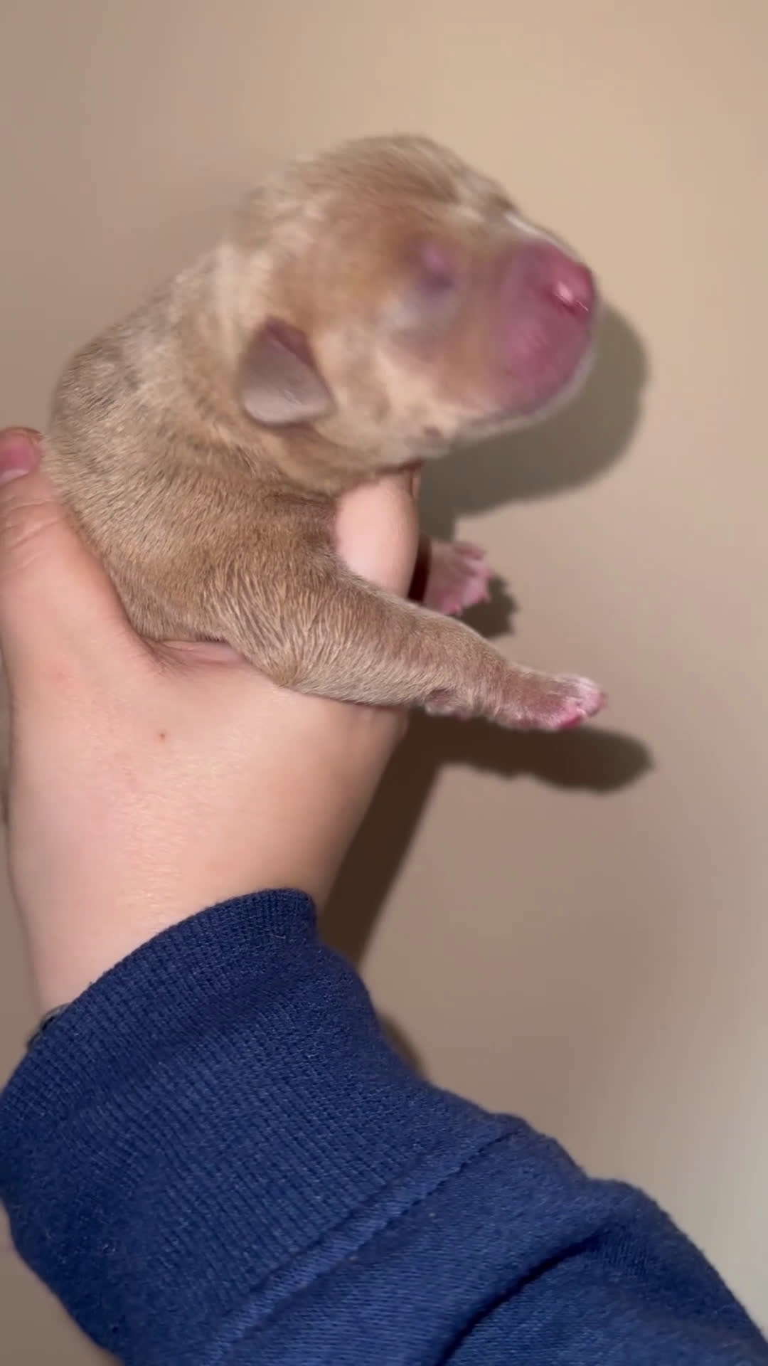 Pitbull cani in vendita: Cuccioli di American Pitbull terrier  a Città Metropolitana di Torino - Video 3