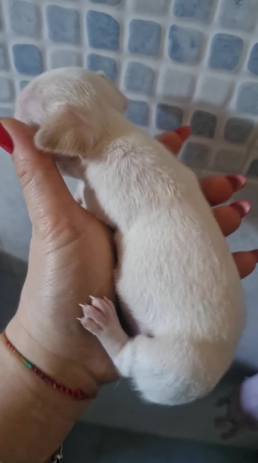 Chihuahua cani in vendita: Cuccioli di Chiwawa - Video 1