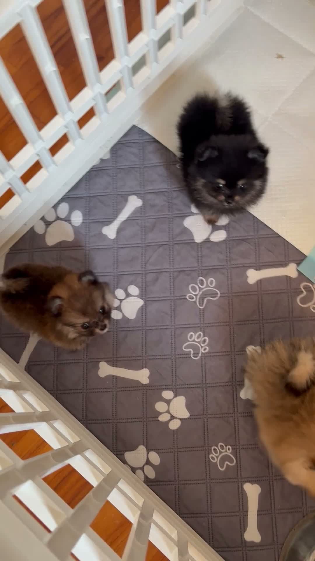 Spitz cani in vendita: Spitz di pomerania  taglia piccola - Video 1