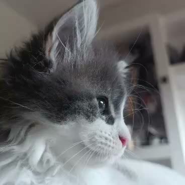Maine Coon gatti in vendita: Cuccioli di maine coon - Video 1