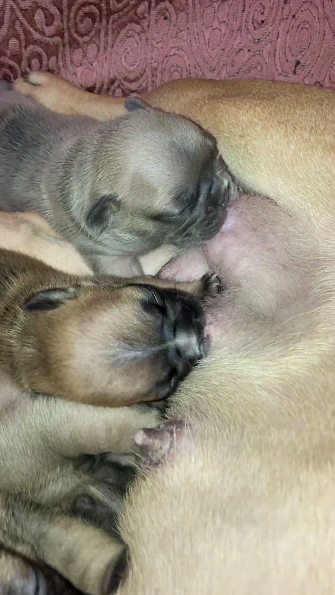 Bulldog Francese cani in vendita: Cuccioli di bulldog francese  - Video 2