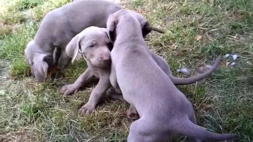 Weimaraner cani in vendita: Cuccioli Weimaraner - Video 3